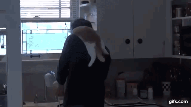 집사 설거지 하는 거 구경하는 고양이 - 꾸르