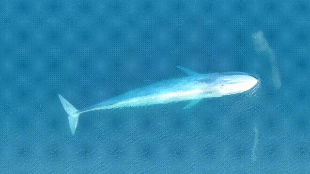 100년동안 시드니 앞바다에서 3번 발견된 매우 희귀한 대왕고래 - 꾸르